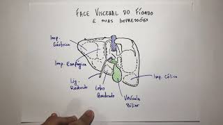 Impressões Face Visceral do Fígado  Anatomia em 3 min [upl. by Neelrad885]