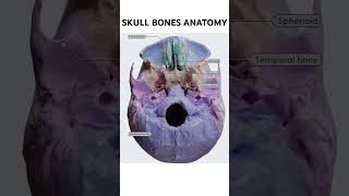 Skull Bones Anatomy skull anatomy bones shorts [upl. by Eneloc611]