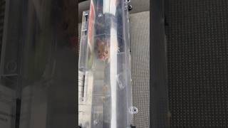 MOUSE IN HIS VAN pestcontrolnearme gardenpests diy [upl. by Feer]