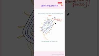 Learn to draw bacterial cell diagram l Easy diagram [upl. by Ecnerrat415]