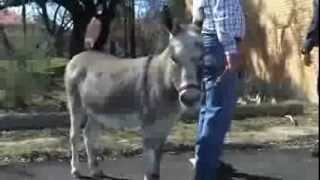 Pawnee predicts early spring during Donkey Day in Bertram  ThePicayuneTV [upl. by Rani]