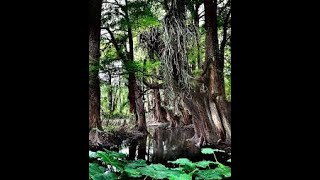 SELVA EN JALISCO RUUUUTA hacia los ALTOS de Jalisco [upl. by Thorrlow862]