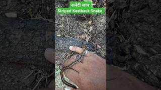 Striped Keelback Snake Release नानेटी snake RescuerAmarjeetGurung [upl. by Einitsed]