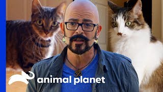 Jackson Galaxy Helps Cat Rivalry Come to an End  My Cat From Hell [upl. by Gaul266]