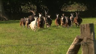 Les chèves et moutons races en voie dextinction  fête de la vache nantaise 2018 [upl. by Erreip309]