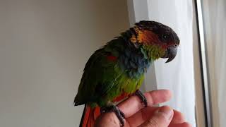 blue throated conure Pucho [upl. by Monjo]