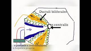 Печеночная долька Liver lobules [upl. by Courtney978]