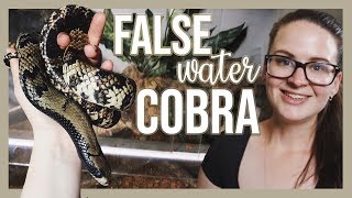 CLEO THE FALSE WATER COBRA My setup [upl. by Pirzada]