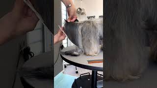 SHOCKING LHASA APSO first grooming sessions 😳🤗 lhasaapso lhasa lhas puppy dog [upl. by Eleda]