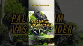 DIY SETTING PALUDARIUM VASE CYLINDER  PALUDARIUM NANO TANK paludarium diy plants [upl. by Laird584]