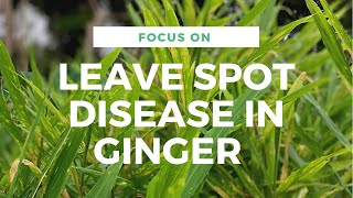 GINGER DISEASE YOU SHOULD WATCH OUT FOR LEAF SPOT DISEASE Ginger [upl. by Zaremski]