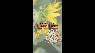 Mariposa Monarca llega a Tamaulipas [upl. by Fari]