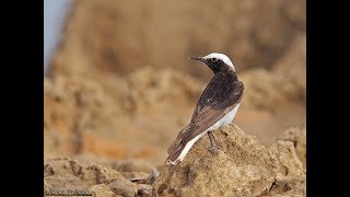 Rare Bird at Cyprus  Oenanthe monacha  Hooded Wheatear [upl. by Furie17]