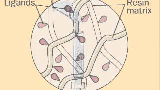 Cromatografia de Afinidade [upl. by Duer]