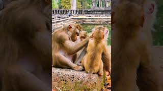 Hak Han MDJ Enjoy Watching Abandon Baby Monkey  Daily Wildlife Monkey Lucie Leo Rainbow Jovi [upl. by Renfred526]