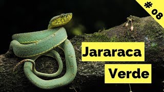 Jararaca verde Bothrops bilineatus [upl. by Noivad]