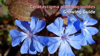 Ceratostigma plumbaginoides Growing Guide blueflowered leadwort by GardenersHQ [upl. by Aikal761]