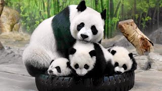 🐼 Too Funny Panda mother and Panda baby Funny moments  Panda Funny Video [upl. by Fauver33]