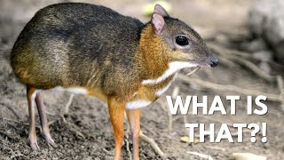 Tiny Mouse Deer with Vampire Fangs  The Chevrotain [upl. by Garrity]