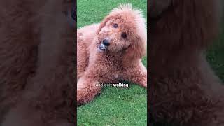 Golden Doodle stuck in sand saved by her BFF [upl. by Esiuol980]