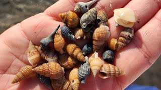 Tiny shells and giant whelks Wildwood Nj [upl. by Kathrine]