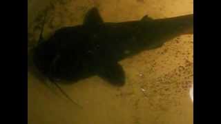 Channel Catfish 16 lbs Withlacoochee River Dunnellon Fl [upl. by Buffy]