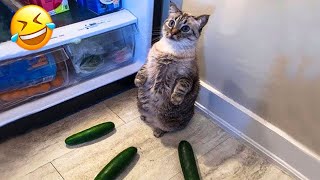 New Funny Animals 😂 Funniest Cats and Dogs Videos 😸🐶 Part 8 [upl. by Ailugram]