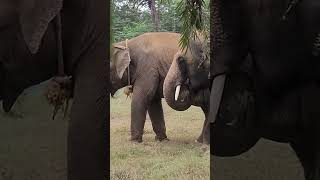 Hathi mere sathi 1971 song bollywood hindisong oldisgold nature kishorekumar traveldiaries [upl. by Arualana]