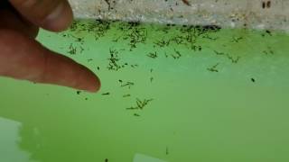 Mosquito Breeding in Pool Thousands upon THOUSANDS [upl. by Nessa815]