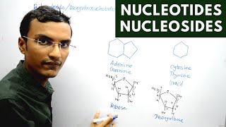 Nucleotides and Nucleosides [upl. by Adiesirb658]