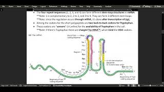 6 Regulation of gene expression in Bacteria  Part 2 [upl. by Gaskin276]