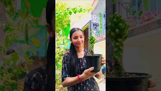 এতো ছোট কাঠগোলাপ গাছে ফুল চলে এসেছেhomegardenbengaliminivlog plants gardeninggardeningtips [upl. by Neeloj]