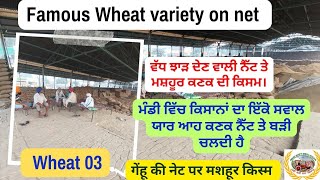 Wheat famous variety on Social media ਸੋਸ਼ਲ ਮੀਡੀਆ ਤੇ ਵੱਧ ਝਾੜ ਦੇਣ ਵਾਲੀ ਕਿਸਮ [upl. by Eatnohs]