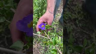 Planta com flores para cerca viva vidadejardineiro rafaelbarbosa [upl. by Nangatrad173]