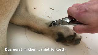 Nagels knippen bij een hond [upl. by Kred]