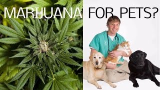 Medical Marijuana For Pets [upl. by Srevart]