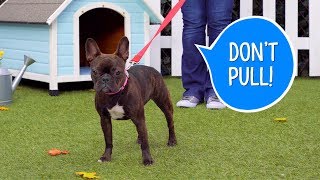 How to Teach Your Dog Not to Pull on a Leash  Chewy [upl. by Wilber]