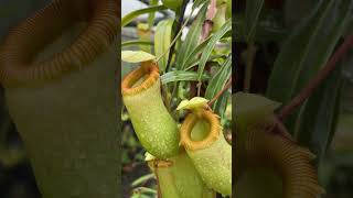 Item Short BE 3770  N barcelonae carnivorousplant nepenthes [upl. by Map539]