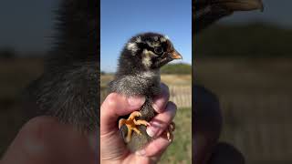 Chickens with small comb plump bodies and dense feathers are best for winter backyardchickens [upl. by Itoc]