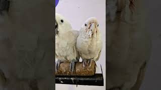 galleryta cokato  gofin cokato birds vairalvideo [upl. by Babcock]