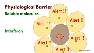 Innate ImmunityAnatomicPhysiologicPhagocyticInflammatory [upl. by Gustavus676]