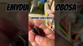 Emydura Subglobosa turtle kurakura animal yearofyou pets kuraindonesia shorts brontoks [upl. by Nawak642]