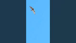 Roughlegged Buzzard Buteo lagopus Bird watching Samsung Galaxy S23 Ultra 4k 60fps birds nature [upl. by Thalassa]