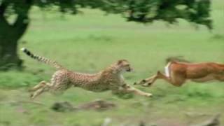 Cheetah chasing Impala [upl. by Inafetse]