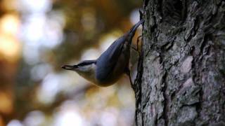 Eurasian Nuthatch Sitta europaea  Kleiber oder Spechtmeise 01 [upl. by Brendon]