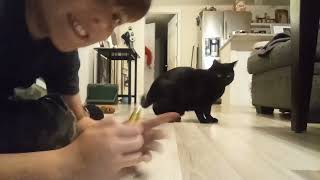 Laser testing my cats if there good at hi ting insects [upl. by Ebenezer]