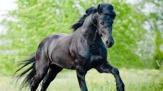 Race des Pays Bas  Le Frison un cheval noir proche de lhomme impressionnant et majestueux [upl. by Ellita497]