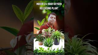 24 hours oxygen releasing plants  Aloevera plant benefits shorts plants garden shortvideo [upl. by Frick]