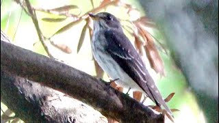 20241006  台北植物園  灰斑鶲 Muscicapa griseisticta 偷看 [upl. by Cuda]