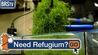 Is a Refugium NECESSARY [upl. by Eelah428]